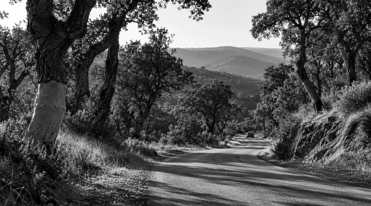 Petite route de colline qui tourne entre des chênes-lièges à l'écorce épaisse, une voiture au loin, vue de dos