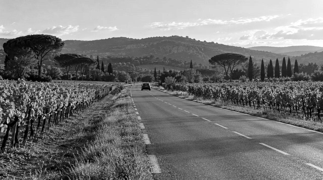 Route droite à travers une plaine de vignes en automne, une voiture vue de dos, des collines boisées au fond