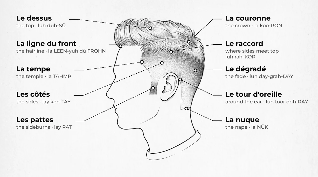 Drawing of a man’s head seen from the side, with the zones of a haircut labelled in French and English: top, temple, sides, sideburns, nape, around the ear
